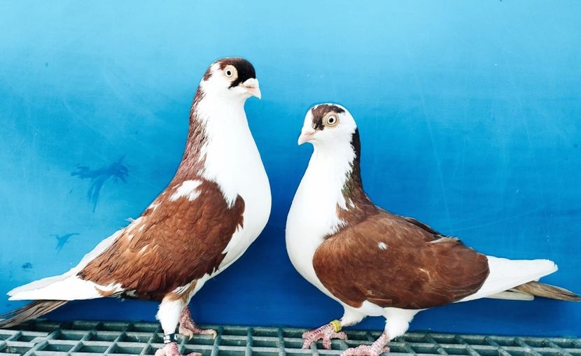 Perechea  58 - B - Perechi 2024