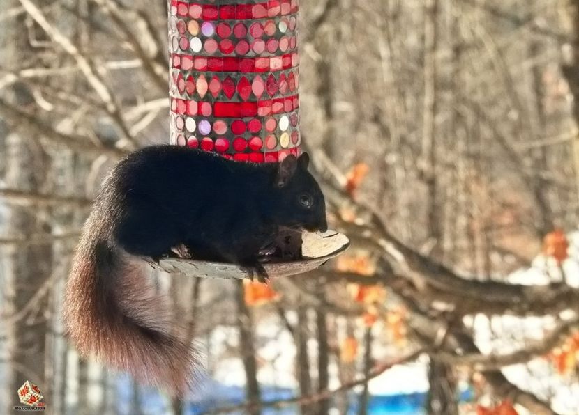 Black Canadian ecureuil - Veverita canadiana neagra  - Black Squirrel 58 - ANIMALS