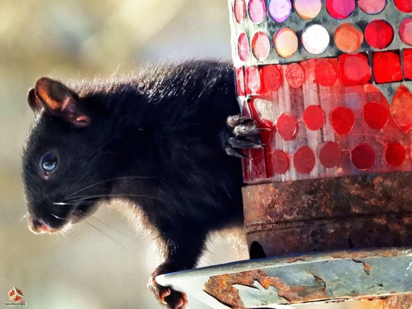 Black Canadian ecureuil - Veverita canadiana neagra  - Black Squirrel 69 - B - ANIMALS