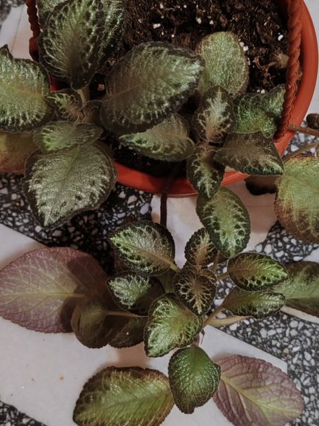  - Episcia RED DEVIL