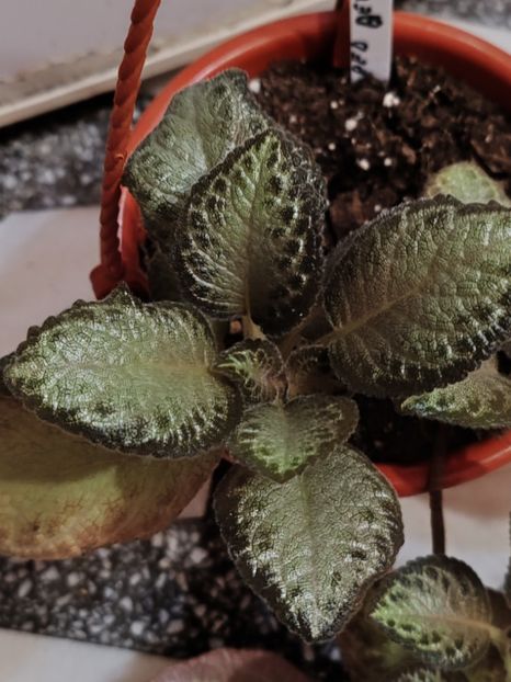  - Episcia RED DEVIL