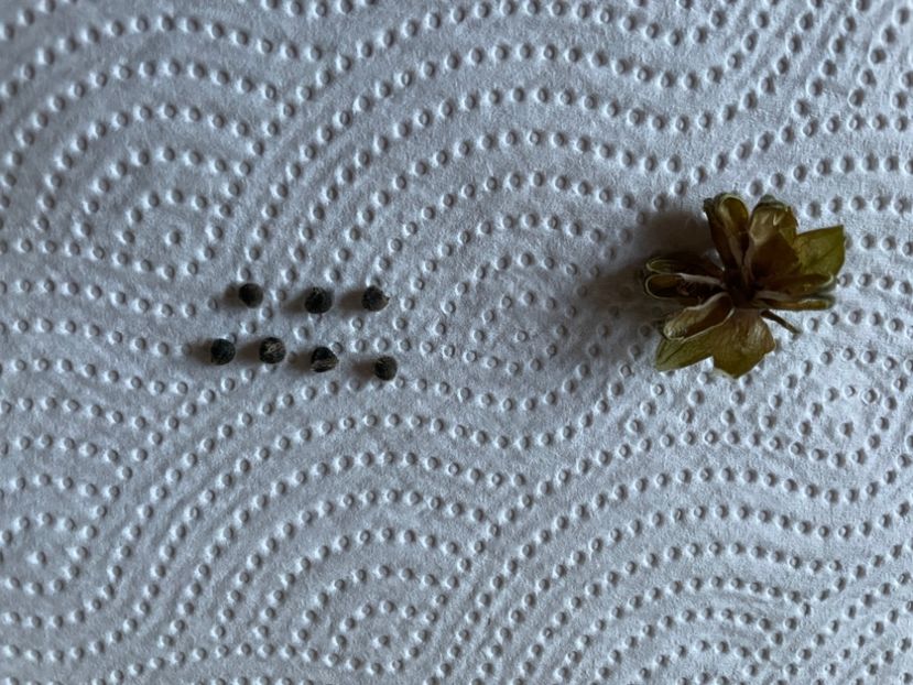 Capsula nr 27, Moorea Juan Lucas autopolenizare - 01 Hibiscus - altoiri si seminte
