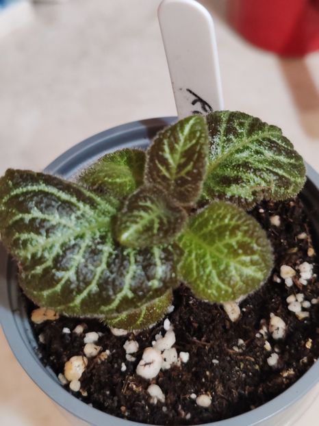  - Episcia RONNIE