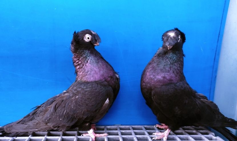 Perechea - A - Perechi 2024