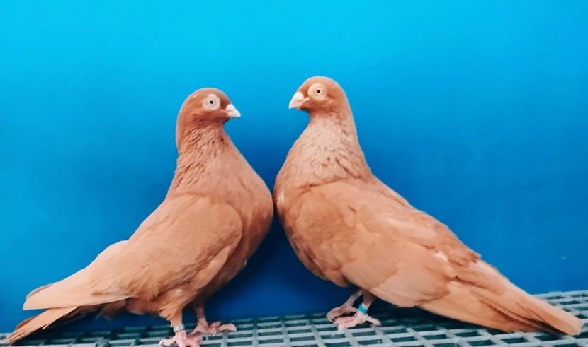 Perechea  30 - B - Perechi 2024