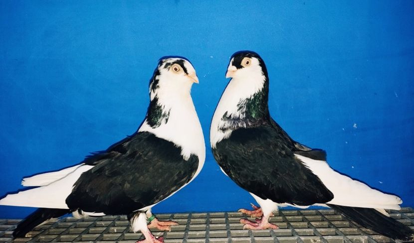 Perechea  23 - B - Perechi 2024