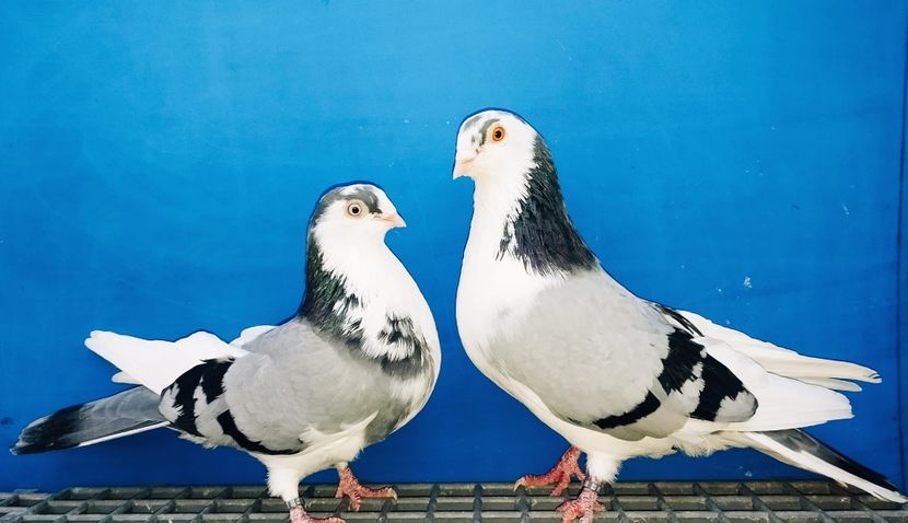 Perechea  73 - B - Perechi 2024