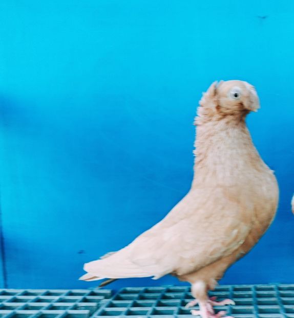 11656  Femelă  2022 - Plecați ALBUM 4