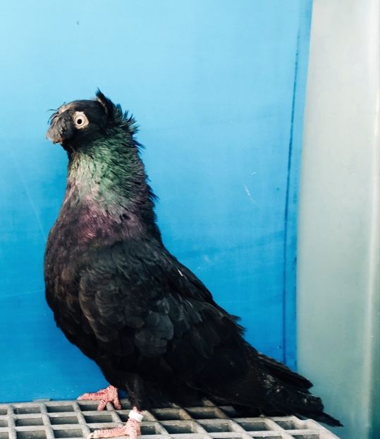 14466  Mascul  2021 - Plecați ALBUM 4