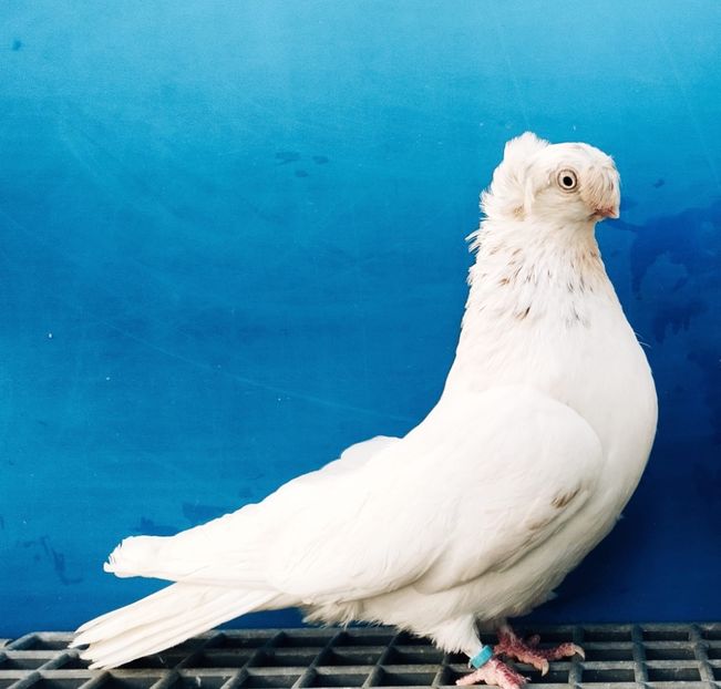 7078  Femelă  2018 - Plecați ALBUM 4