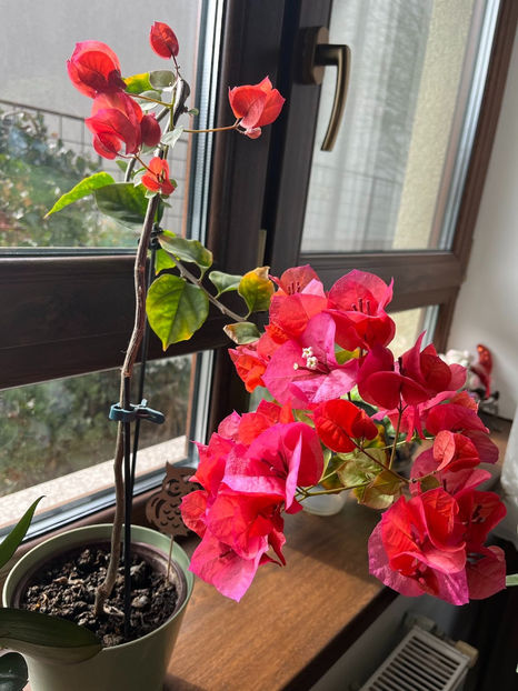 bouga prinsa din butas lemnos in pastila 2023 - Bougainvillea 2023 butasi verzi in nisip