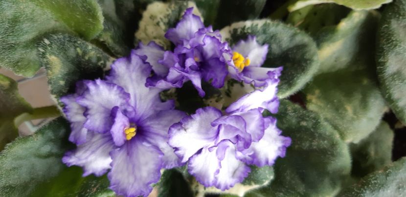 received_1682308805518672 - Pui disponibili 2024!