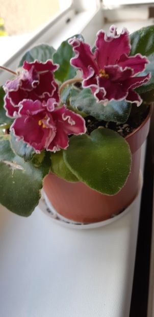 received_238852185397308 - Pui disponibili 2024!