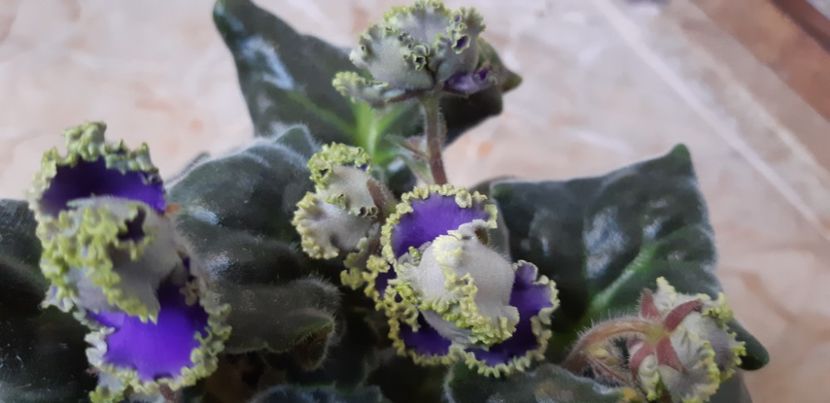 received_130149666702368 - Pui disponibili 2024!