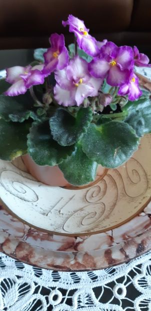 received_1195776831103166 - Pui disponibili 2024!