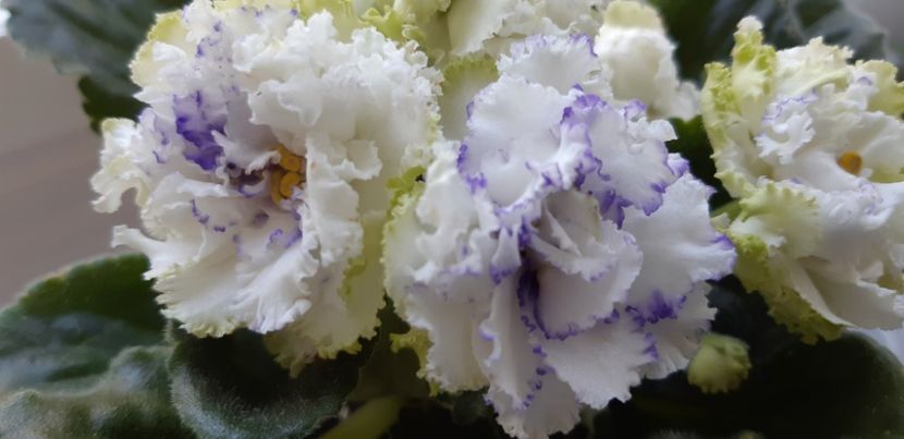 received_1389987415111479 - Pui disponibili 2024!