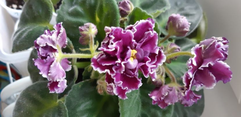 received_232237576136216 - Pui disponibili 2024!