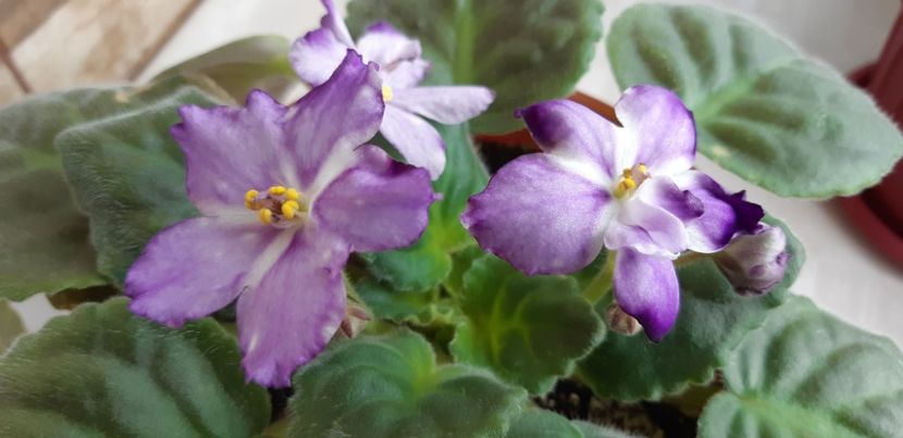 received_6304047402997406 - Pui disponibili 2024!