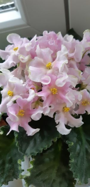 received_625547635685045 - Pui disponibili 2024!