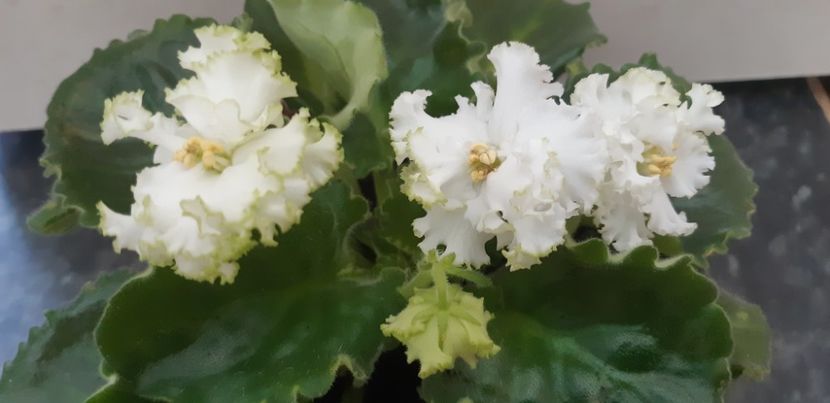 received_3199070893716616 - Pui disponibili 2024!