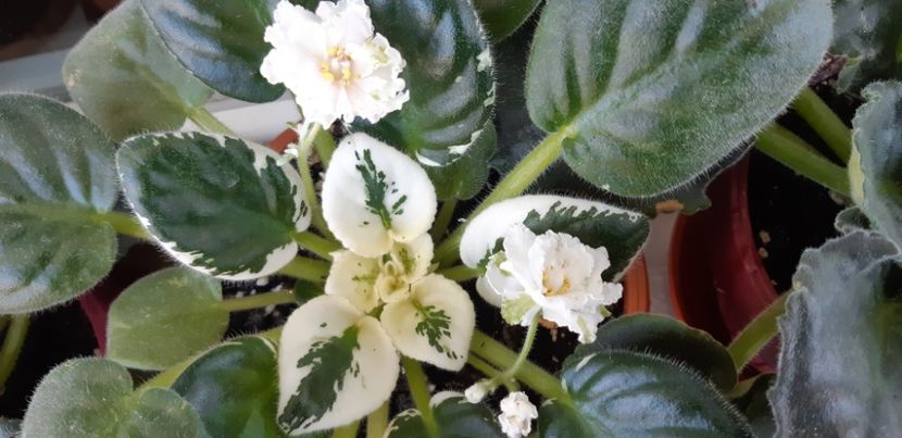 received_2275361325983286 - Pui disponibili 2024!