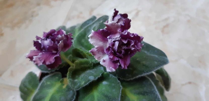 received_418795390487373 - Pui disponibili 2024!