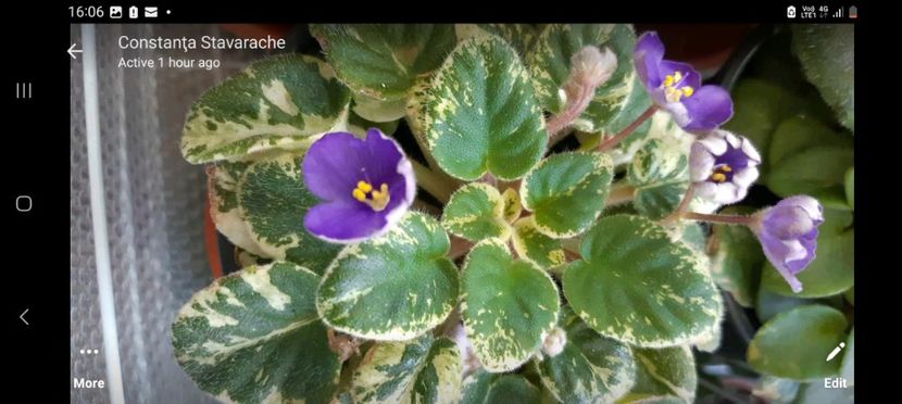 Screenshot_20240211_160634_Messenger - Pui disponibili 2024!