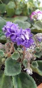  - Pui disponibili 2024!