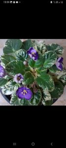 Screenshot_20240211_155911_Messenger - Pui disponibili 2024!