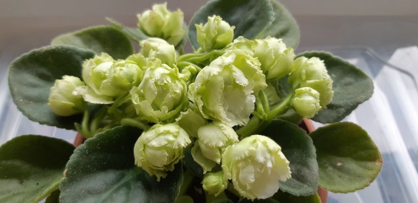 received_539611301695891 - Pui disponibili 2024!