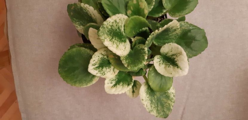 received_1189688425062257 - Pui disponibili 2024!