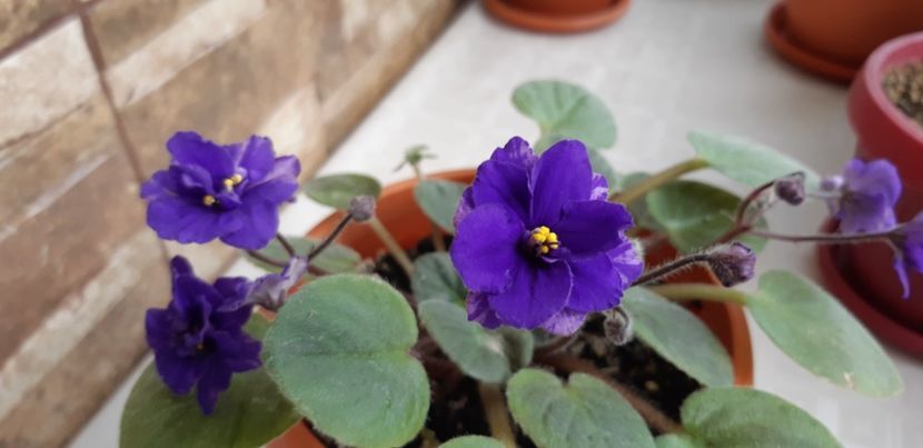 received_6697285216962346 - Pui disponibili 2024!