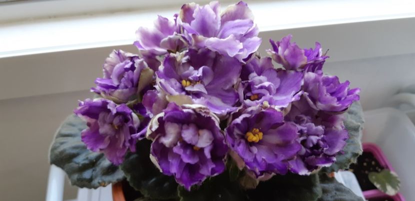 received_2838557669619353 - Pui disponibili 2024!