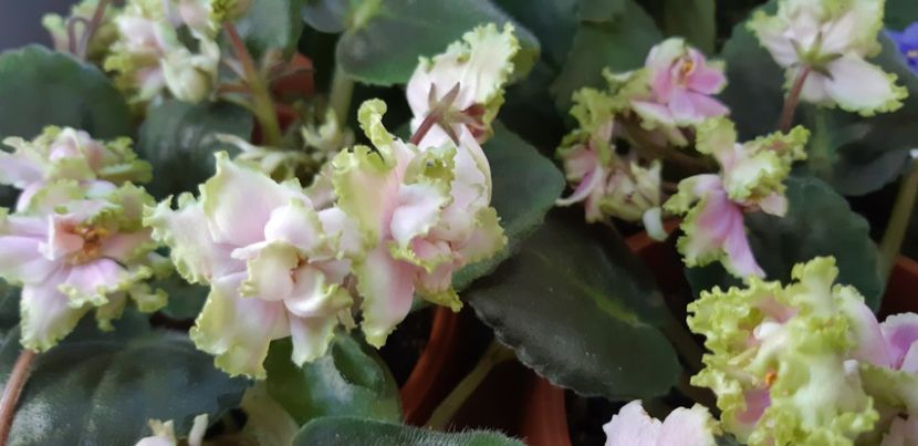 received_998125557770587 - Pui disponibili 2024!