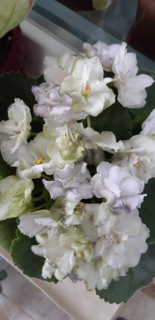 received_689230460074786 - Pui disponibili 2024!