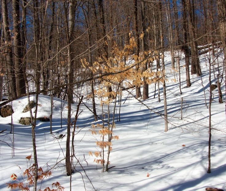 Canadian Winter Forest - Padure canadiana iarna - CANADIAN WINTER - Iarna Canadiana