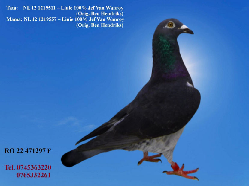 RO 22 471297 F REZERVATA BUZAU 2 - ARHIVA