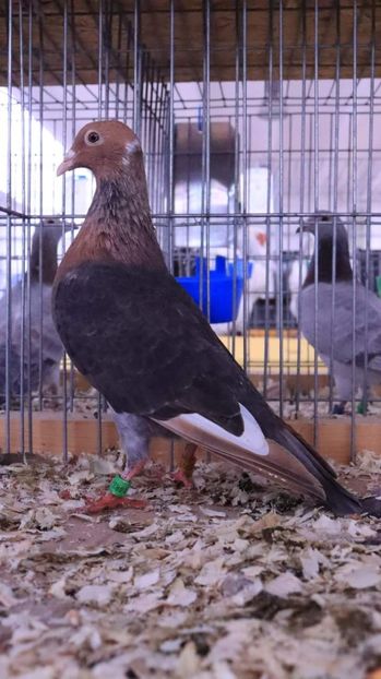  - Nu îmi aparțin 7