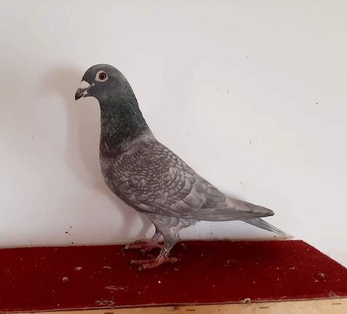  - Nu îmi aparțin 7