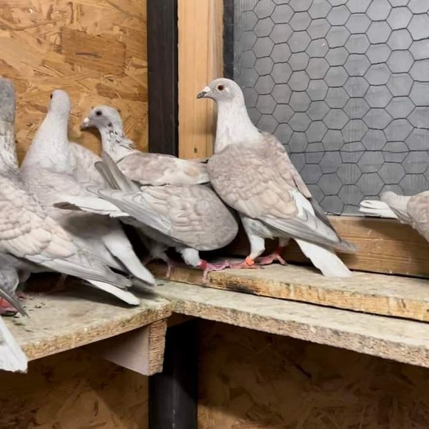  - Nu îmi aparțin 7