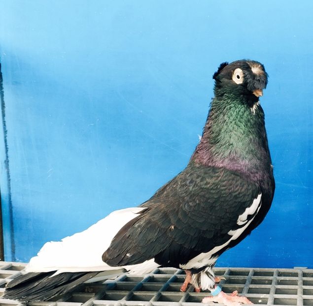 7111  Mascul  2018 - Jucători Bimoțați de Ardeal