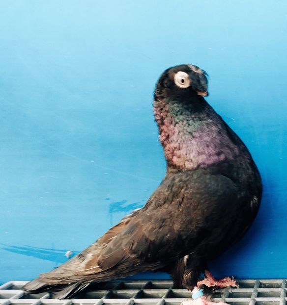 7094  Femelă  2018 - Jucători Bimoțați de Ardeal