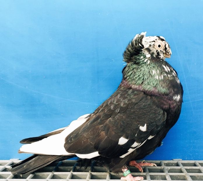 7016  Femelă  2019 - Jucători Bimoțați de Ardeal