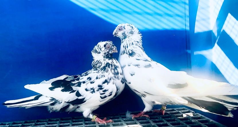 Perechea - A - Perechi 2024