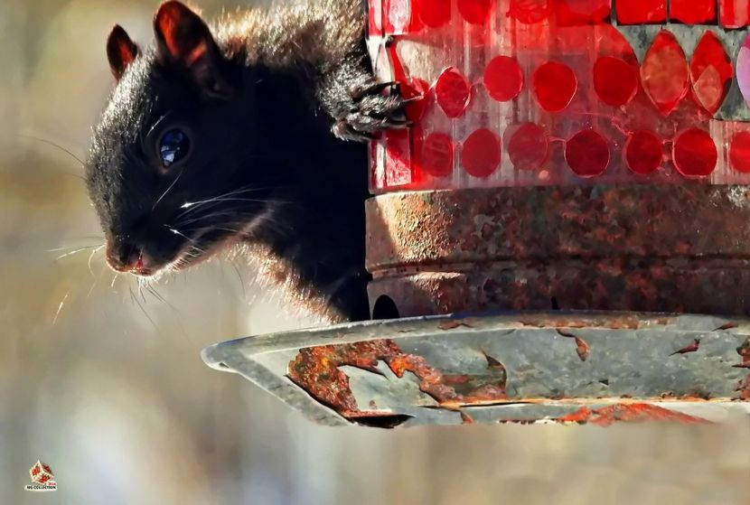 Black Canadian ecureuil - Veverita - B - ANIMALS