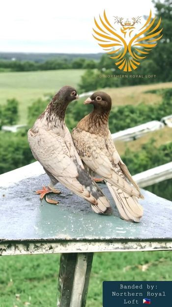  - Nu îmi aparțin 7