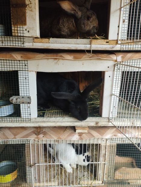 Fluture german - Iepuri