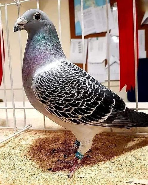  - Nu îmi aparțin 7