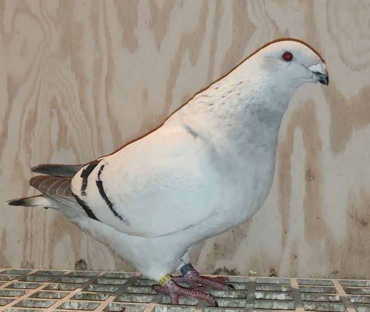 PL23-AA112 ARCHIWUM - a- SAMICZKI -Females