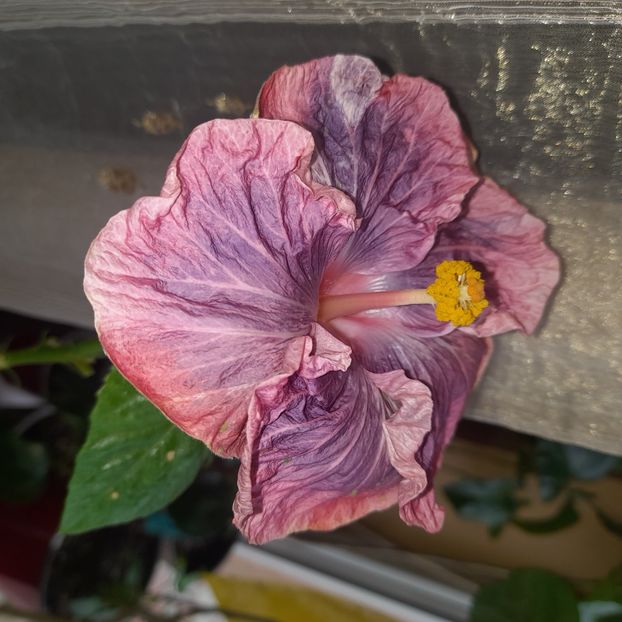 13.02.2024 - HIBISCUSI 2024-1